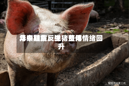 华泰期货：生猪费用月中触底反弹，整体情绪回升-第2张图片