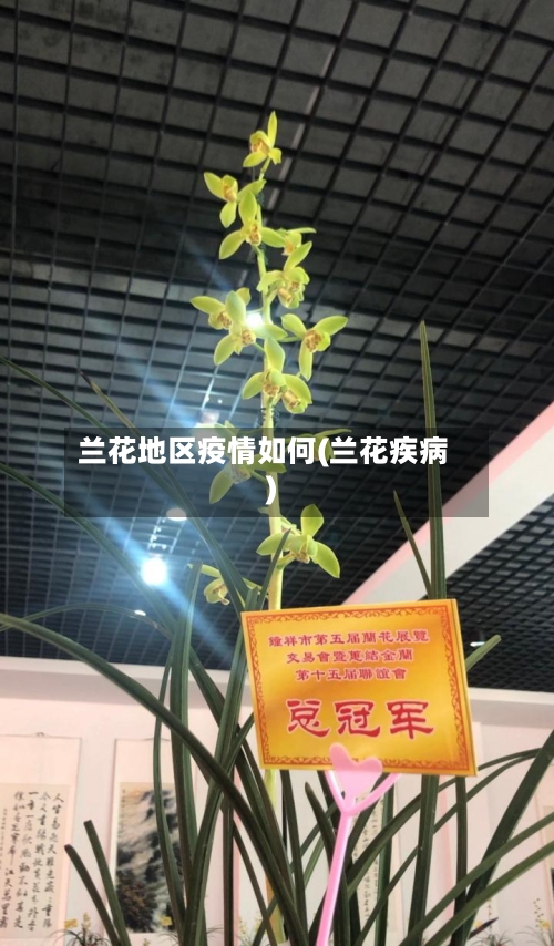 兰花地区疫情如何(兰花疾病)