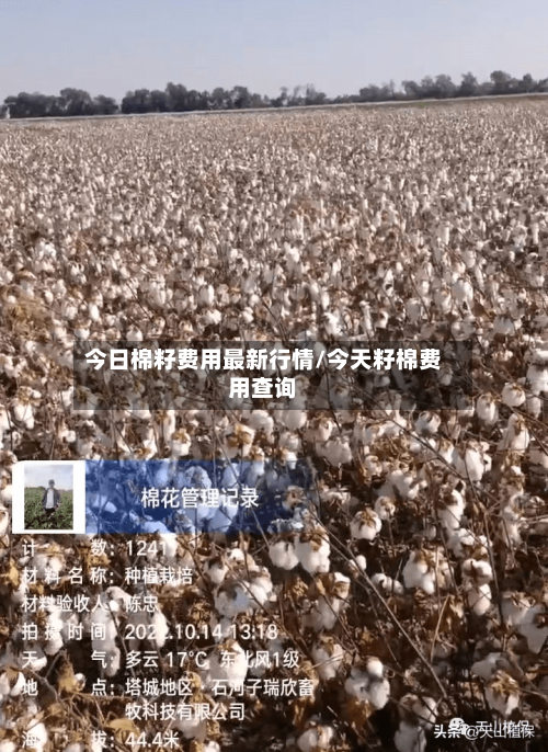 今日棉籽费用最新行情/今天籽棉费用查询-第3张图片