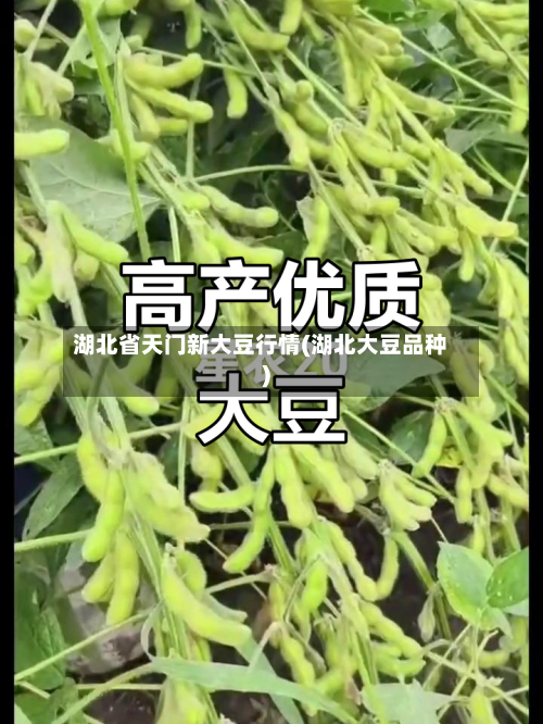 湖北省天门新大豆行情(湖北大豆品种)-第2张图片