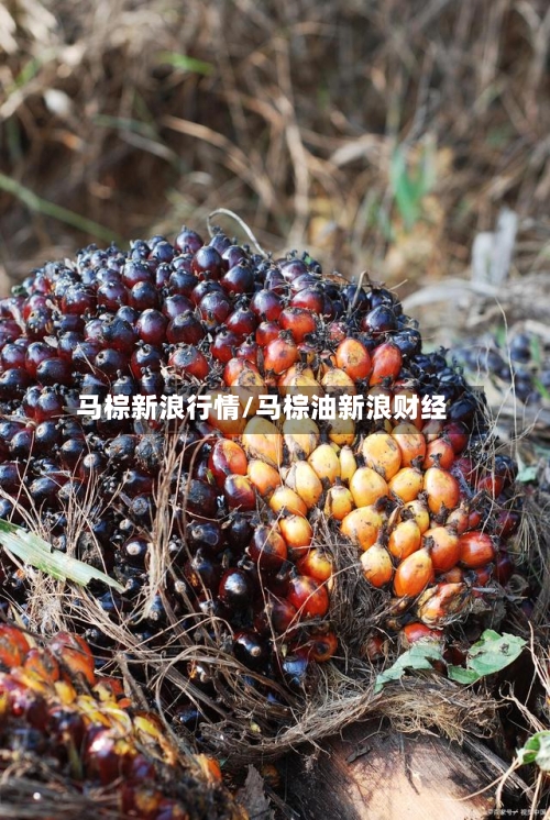 马棕新浪行情/马棕油新浪财经