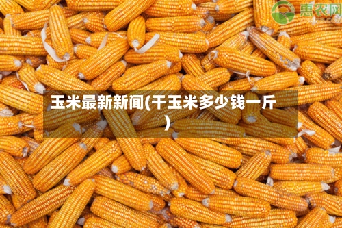 玉米最新新闻(干玉米多少钱一斤)