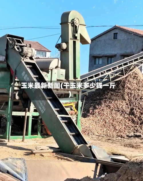 玉米最新新闻(干玉米多少钱一斤)-第3张图片
