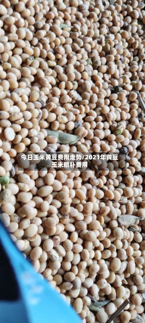 今日玉米黄豆费用走势/2021年黄豆玉米粮补费用-第2张图片