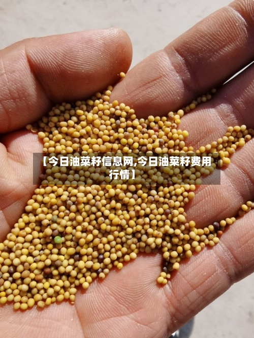 【今日油菜籽信息网,今日油菜籽费用行情】-第2张图片