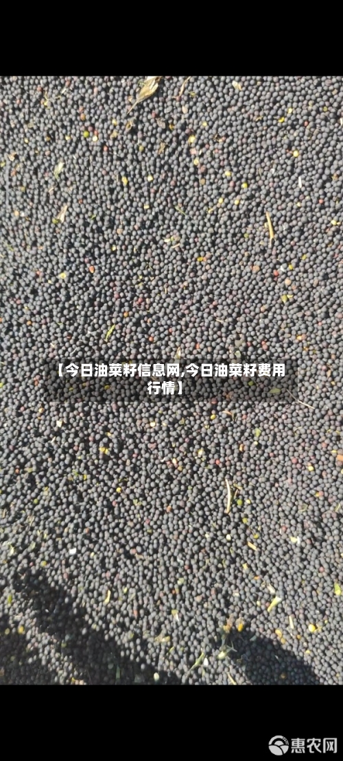 【今日油菜籽信息网,今日油菜籽费用行情】