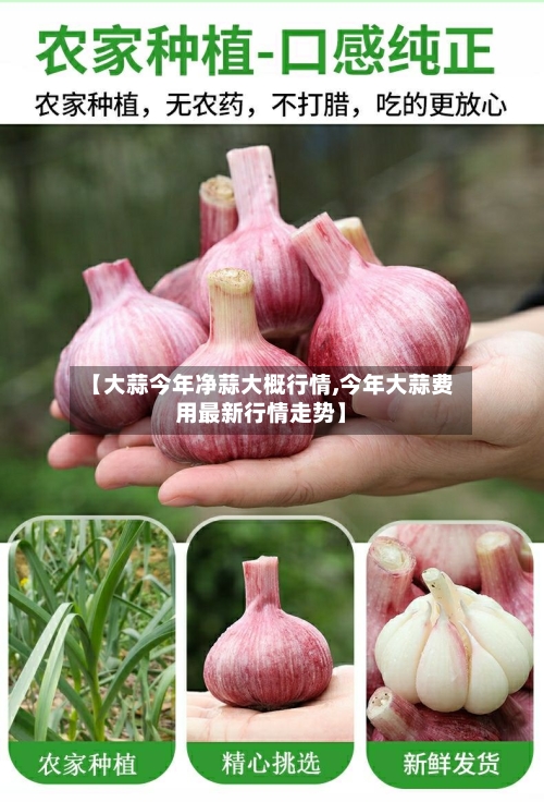 【大蒜今年净蒜大概行情,今年大蒜费用最新行情走势】