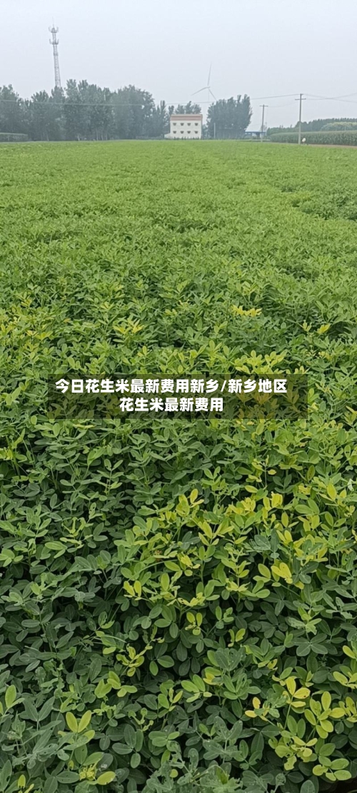 今日花生米最新费用新乡/新乡地区花生米最新费用