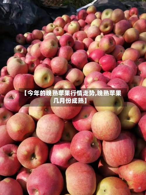【今年的晚熟苹果行情走势,晚熟苹果几月份成熟】-第3张图片