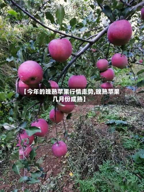 【今年的晚熟苹果行情走势,晚熟苹果几月份成熟】