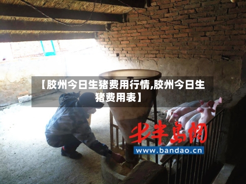 【胶州今日生猪费用行情,胶州今日生猪费用表】-第3张图片