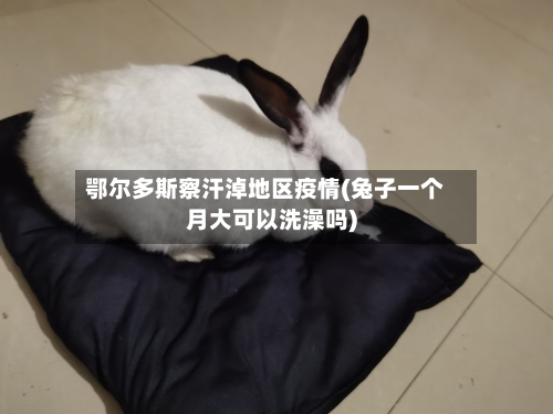 鄂尔多斯察汗淖地区疫情(兔子一个月大可以洗澡吗)-第3张图片