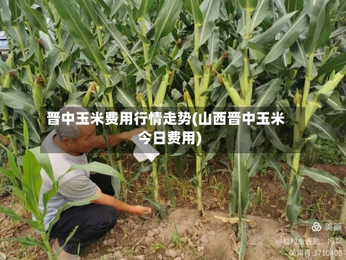 晋中玉米费用行情走势(山西晋中玉米今日费用)