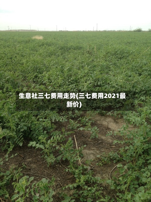 生意社三七费用走势(三七费用2021最新价)