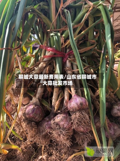 聊城大蒜最新费用表/山东省聊城市大蒜批发市场-第2张图片