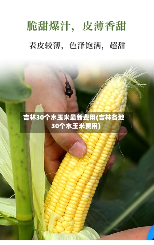 吉林30个水玉米最新费用(吉林各地30个水玉米费用)